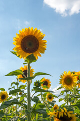 A group of sunflowers (helianthus) with a bumblebee pollinate one of them