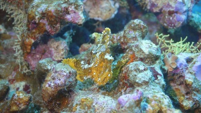 beautiful rare leaf fish on there reef in maldives