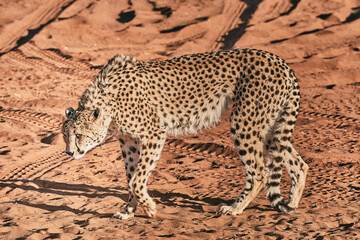 Amazing cheetah close up in Namibia