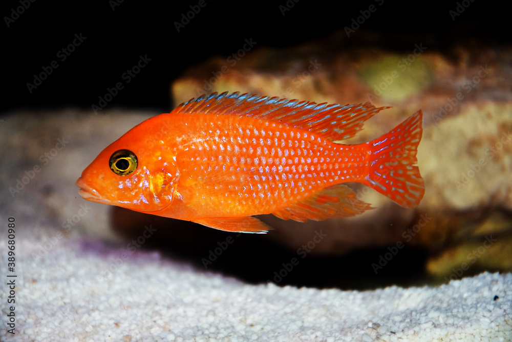 Wall mural Red zebra Afican cichlid - Maylandia estherae