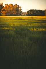 campo al atardecer y una casa en medio del bosque