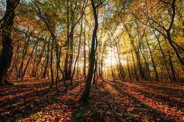 Autumn forest