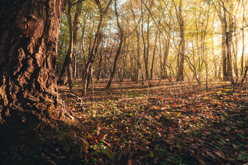 Autumn forest