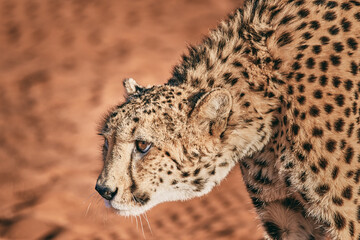 Amazing cheetah close up in Namibia