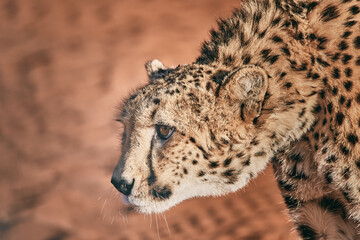 Amazing cheetah close up in Namibia