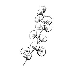 Vector line illustration in eucalyptus sketch style. Branch with leaves Winter medicinal herb. Engraved art. Suitable for cosmetics, medicine, treatment, healthcare, packaging design, aromatherapy. © ok_creation