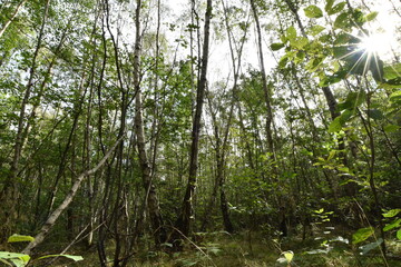 Nationalpark Hunsrück-Hochwald