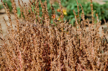 dry grass clippings in the field close-up