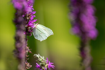 Common Brimstone butterfly