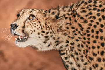 Amazing cheetah close up in Namibia