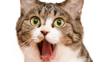 口を大きく開けた猫