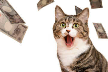 口を大きく開けた猫