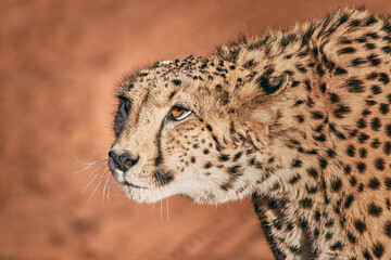 Fototapeta na wymiar Amazing cheetah close up in Namibia