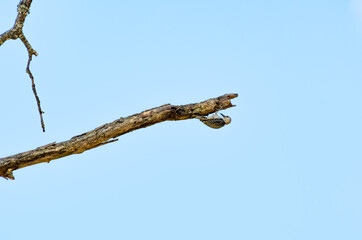 Red Breasted Woodpecker with acorn on tree limb in Acworth Georgia.