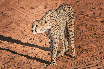 Amazing cheetah close up in Namibia
