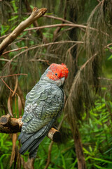Close-up picture of a male grey gang-gang cockatoo (Callocephalon fimbriatum) with bright red head and crest in the wild in Australia