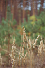 Fototapeta premium autumn paints in the coniferous forest