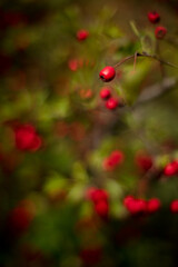 red berries on branch