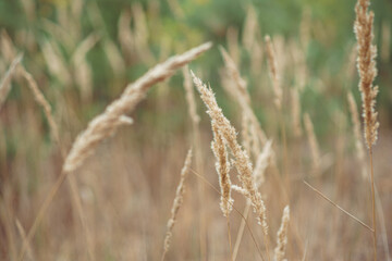 autumn paints in the coniferous forest