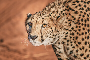 Fototapeta na wymiar Amazing cheetah close up in Namibia