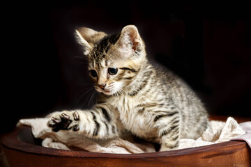 Title: Cute Small Toyger kitten with tiger stripes in a dark studio closeup