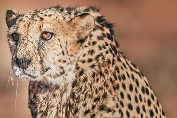 Amazing cheetah close up in Namibia © Pierre vincent