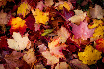 Maple Leaves 