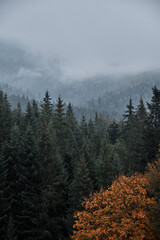 Morning landscape in the Carpathian mountains.