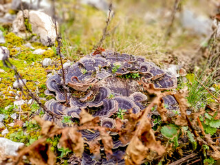 seta silvestre de color negro en el bosque con dia soleado.