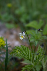 An isolated Viola Arvensis plant in early spring out in lithuanian countryside.