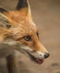 Red Fox near the fence on the territory of the reserve.