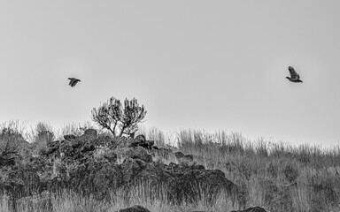 Wild Chukar partridge birds flying over a desert landscape.