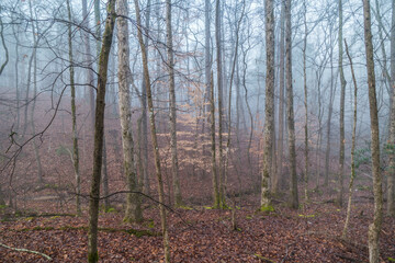 Foggy forest in winter