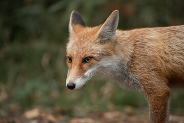 Red Fox near the fence on the territory of the reserve.