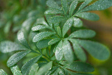 Common rue Ruta graveolens