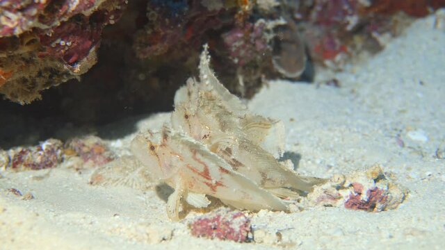 beautiful rare leaf fish on there reef in maldives