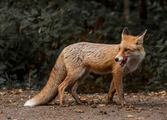 Red Fox near the fence on the territory of the reserve.