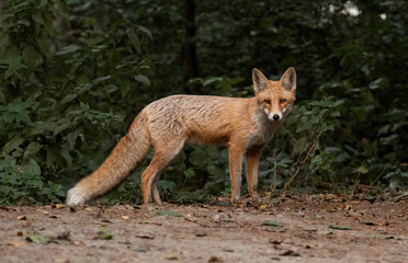 Naklejka na ściany i meble Red Fox near the fence on the territory of the reserve.