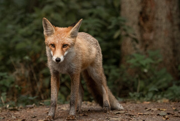 Red Fox near the fence on the territory of the reserve.