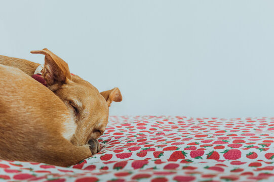 Galgo rubio durmiendo sobre una cama con una manta con estampado de frambuesas