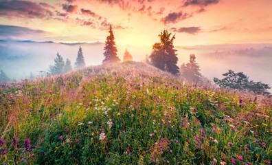 Unbelievable summer sunrise on the mountain valley. Colorful morning scene of Carpathian mountains with fields of blooming flowers and fresh green grass, Ukraine, Europe.