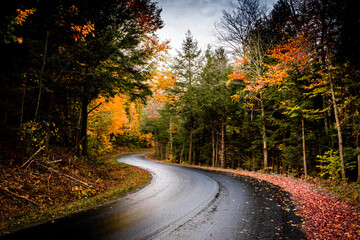 Obraz premium road in autumn forest