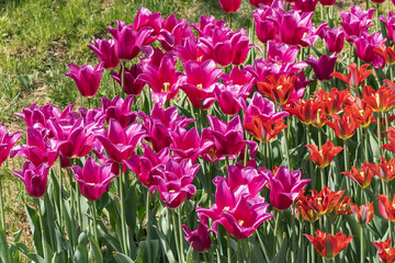 Beautiful view of a large variety of multicolored tulips in a public park "Spevoche pole" in Kyiv (Kiev), Ukraine.