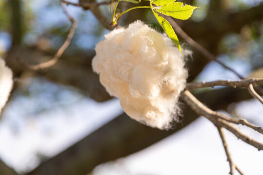 Fruits of paineira tree (Ceiba speciosa) with release of silk paina and seeds