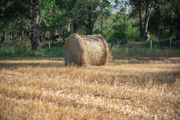 Hay rolls in small rural production fields in Brazil