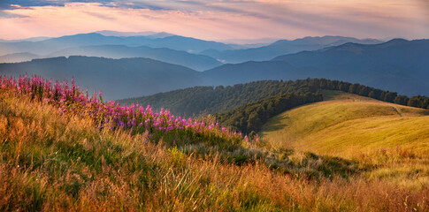 Fototapeta premium Blooming pink Chamaenerion angustifolium flowers on the Menchul mountain valley. Colorful summer scene of Carpathian mountains, Ukraine, Europe. Beauty of nature concept background..
