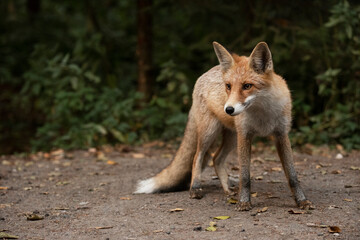 Red Fox near the fence on the territory of the reserve.