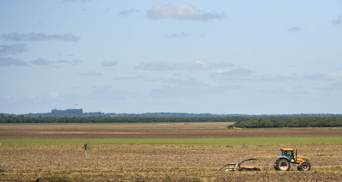 Tractor preparing agricultural soil and native birds called tach&atilde; (Chauna torquata) revolving the land