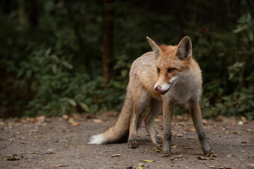 Red Fox near the fence on the territory of the reserve.