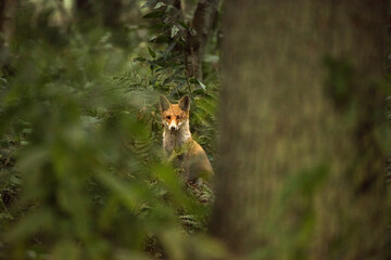 Red Fox sitting in the green thickets of the forest.